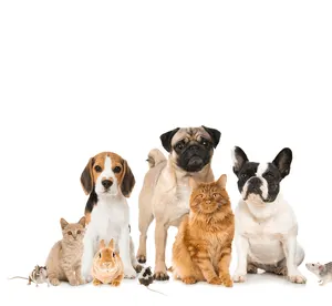 Choosing A Dog - 5 Important Questions To Ask Yourself