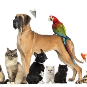 Dogs For Sale
