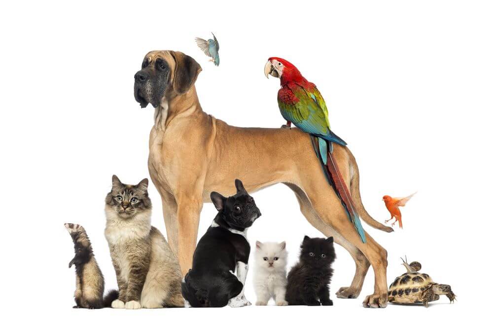 Dogs For Sale