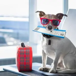 What You Need to Know About Boarding Facilities