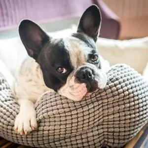 Dog food cottage pie