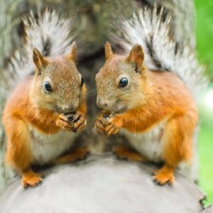 How-to Eliminate Squirells