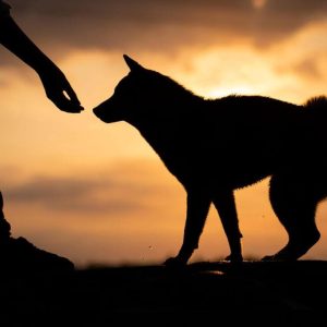 Advanced Training Tips For Refining Your Dog