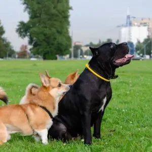 Best Breeds For Families With Kids