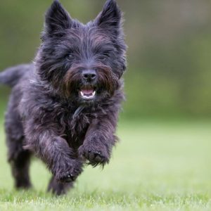 Cairn Terrier - Dog Breeds - Info To Know Before Owning