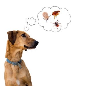 Flea Control for Your Dog