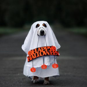 Dress Up Your Dog This Halloween