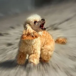 Poodle Aggression