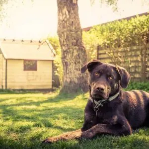 Building your own Dog House