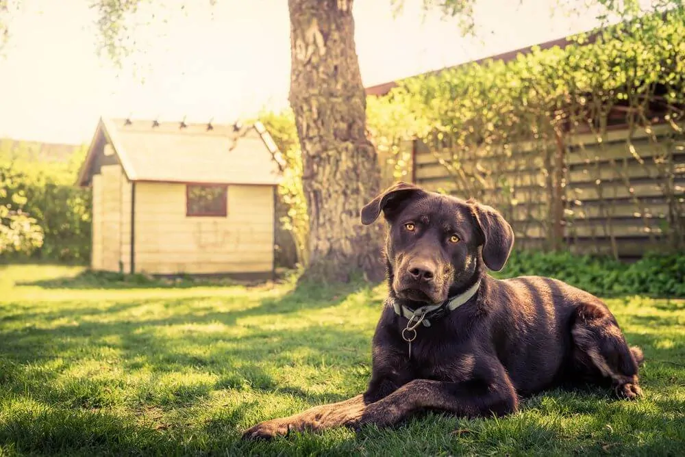 Building your own Dog House