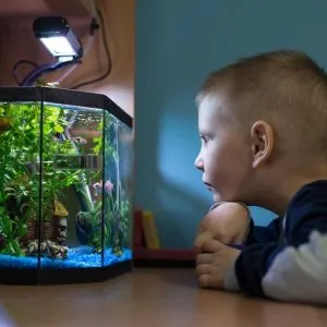 Decorative Hexagon Fish Tank and Accessories