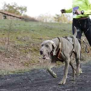 Why dog harness is important while training your dog