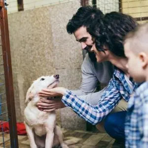 Adopting a Dog Can Be Very Rewarding