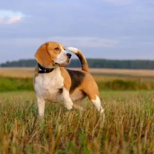 Beagle Training and Jack Russell Training