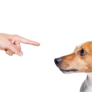 Understanding Dog Behavior And You