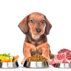 Dog Food Choices
