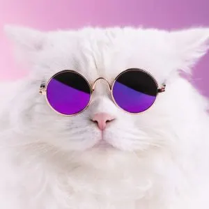 How to Ensure Your New Kitty Has Good Manners