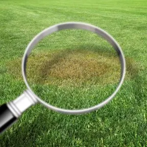 Are Lawn Diseases Dangerous to Your Pets?