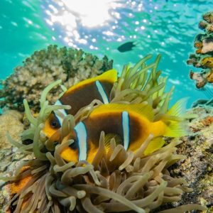 Tropical Fish – Soothing For Home And Office