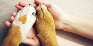 Nutrinopets - A shine of truth behind the mountain of lies