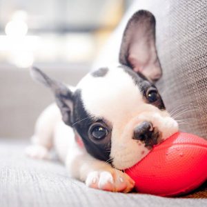 Presents For Kids Why Not Make It A Brand New Puppy
