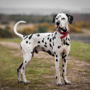 The Dalmatian