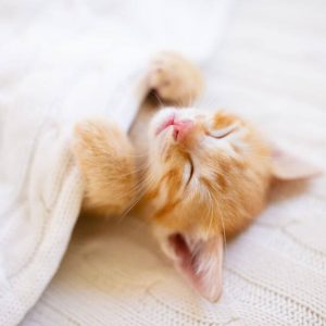 Toys for Cats