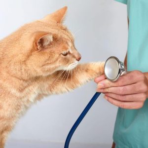 Become The Right Veterinary Technician