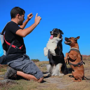An Obedience Training Programe For Your Dog