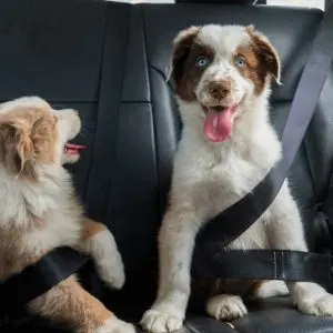 Approach with a small dog car