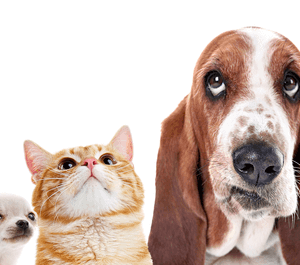 Atlanta Holistic Veterinary Care