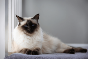 Long Hair And Siamese Style Archives Tips Tricks For Pets