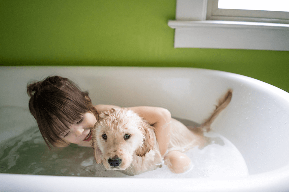Bathing The Dog - Helpful Information