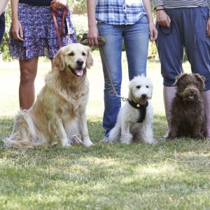 Before Buying Your Next Dog Training Books Be Aware of These Critical Things First