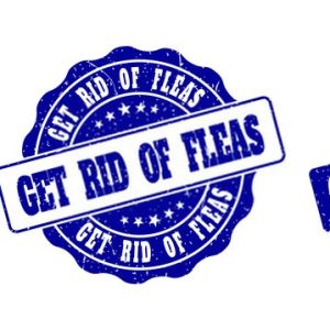 Get rid of fleas