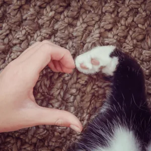 Housetraining for pets