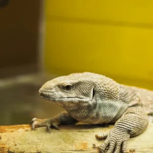 Iguana Health