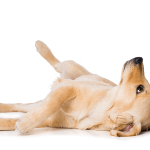 Male dogs