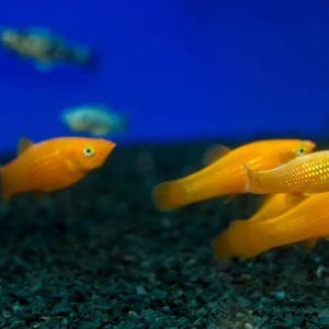 Mollies Make Great Fish Tank Pets