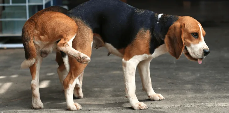Pet Breeding & Pet Sex: A Must read for pet owners