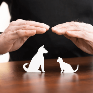 Pet Insurance & Pet Health Insurance: Financial Security in Pet Care
