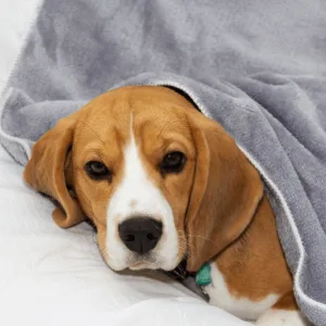Pet beds