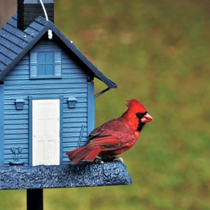 ARE YOUR BIRD HOUSES BEING USED