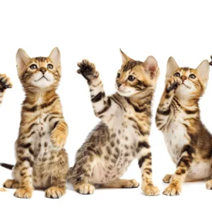 BENGAL KITTEN