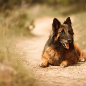 Belgian Tervuren Dog detailed characteristics