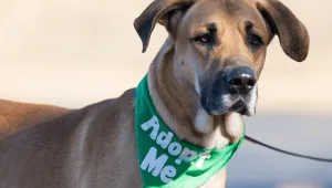 Caring for abandoned Dogs
