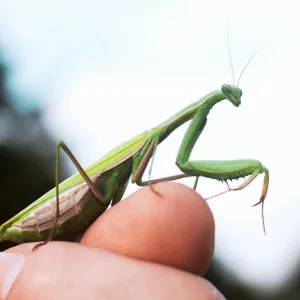 Caring for your Praying Mantis