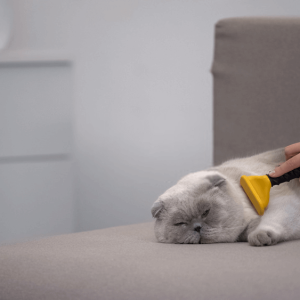 Cat grooming tips
