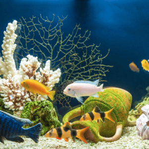 Determine Aquarium Tank Size