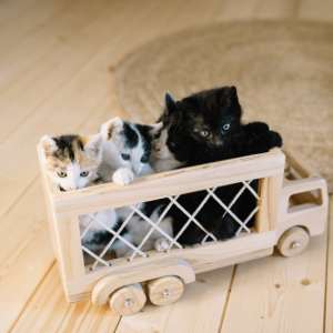 Dog and Cat Breeders